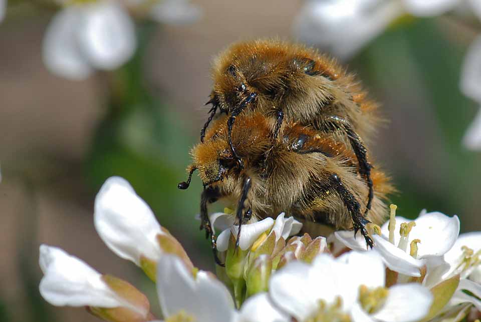 Tropinota hirta o squalida